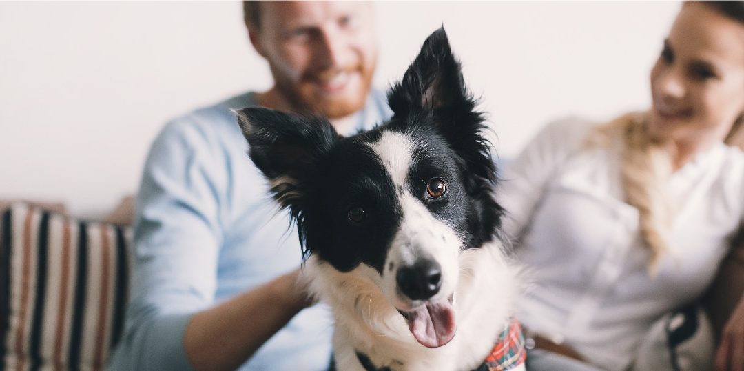 How to Prepare Your Apartment for a New Dog - Monticello at Town Center Apartments